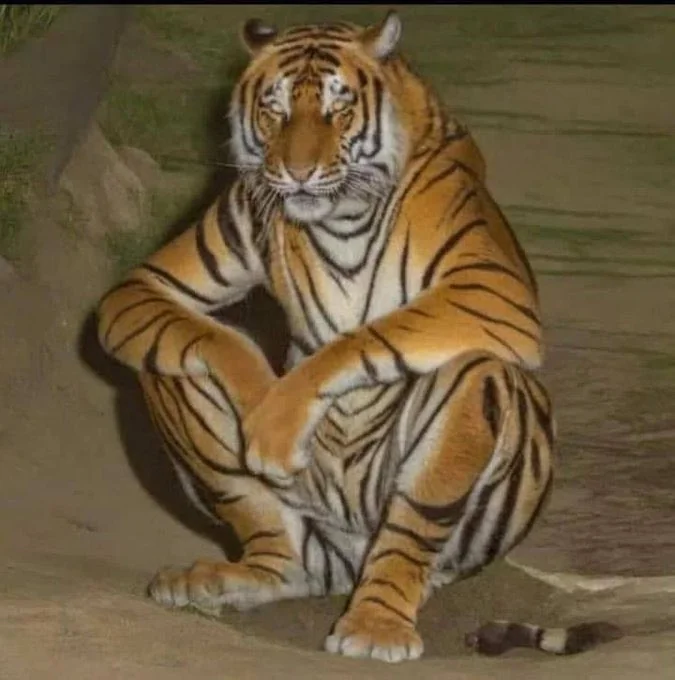 tigre sentado