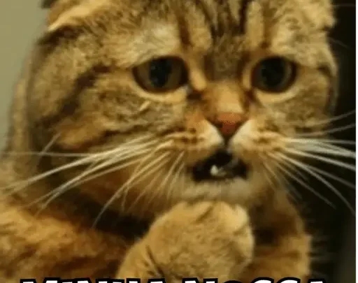 Figurinhas Memes Gatos para whatsapp!