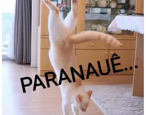 Figurinhas Memes Gatos para whatsapp!