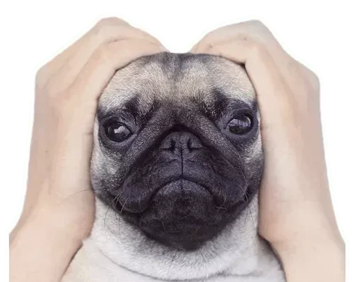 Figurinhas de Animais dançando com IA pra mandar no grupo de whatsapp!