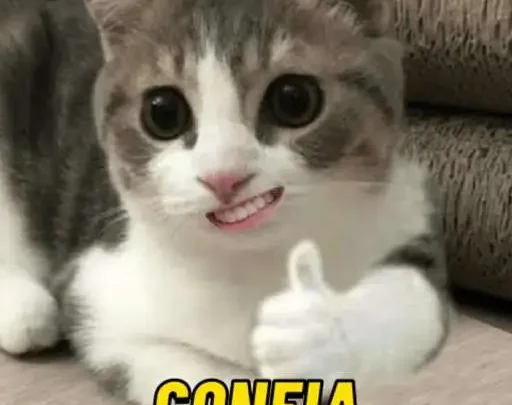Figurinhas Memes Gatos para whatsapp!