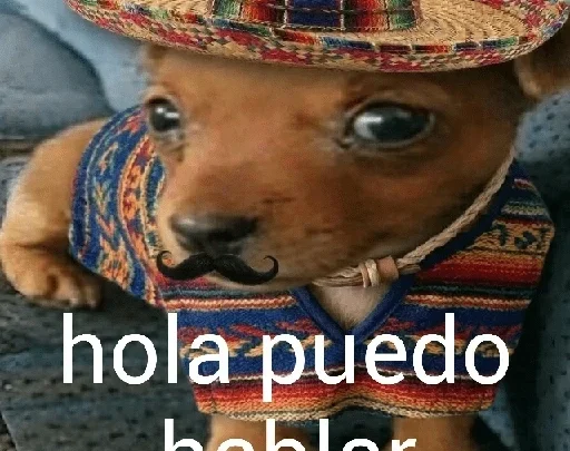Enviamos figurinhas com os melhores memes no seu whats!